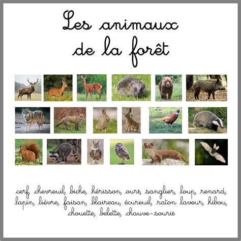 Images Classifi Es Et Nomenclatures Pour Travailler Sur Les Animaux De