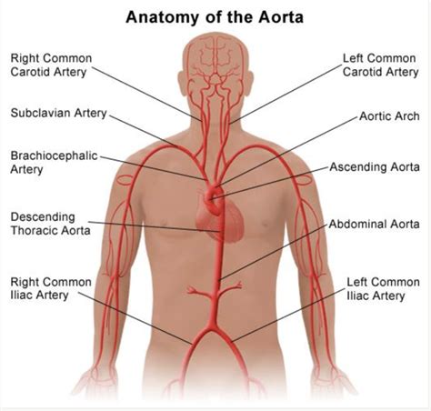 Arteries Diagram Quizlet