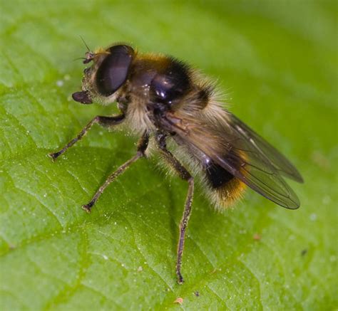 Bumblebee Blacklet Cheilosia Illustrata Inaturalist