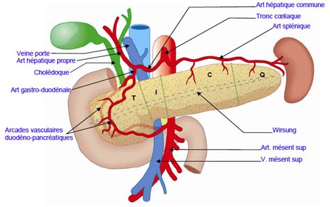 Anatomie Du Pancr As Service De Chirurgie G N Rale Et Digestive