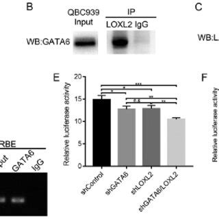 Loxl Physically Interacts With Gata And Transcriptionally Activates