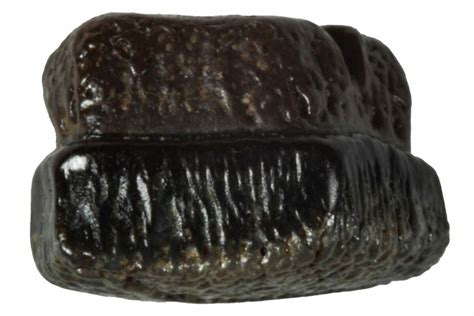 21 Fossil Freshwater Ray Myledaphus Tooth Wyoming 265885 For