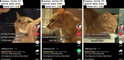 Kucing Murung Sugul Ditinggalkan Tuan Hampir Bunuh Diri Sinarplus