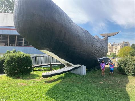 Worlds Biggest Sperm Whale Sculpture World Record In Hartford