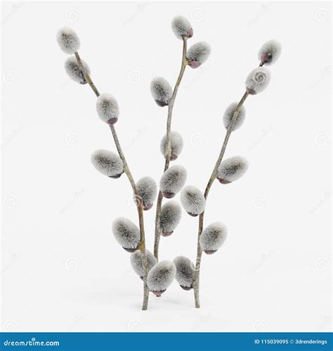 Pussy Willow Catkins On Spearmint Colour Background Repeat Pattern Cartoon Vector