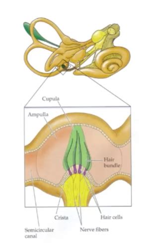 Vestibular System Flashcards Quizlet