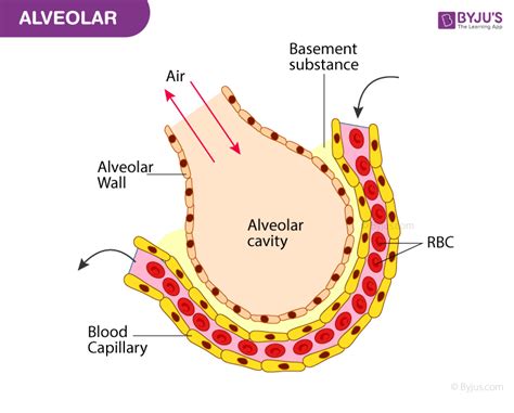 Type 1 Alveolar Cell Anatomy