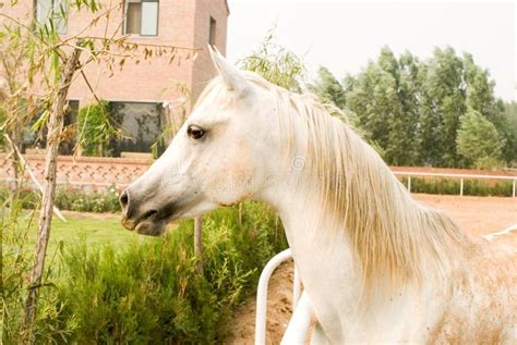 White Arab Horse Stock Image Image Of Skill Ride Stud 10776923