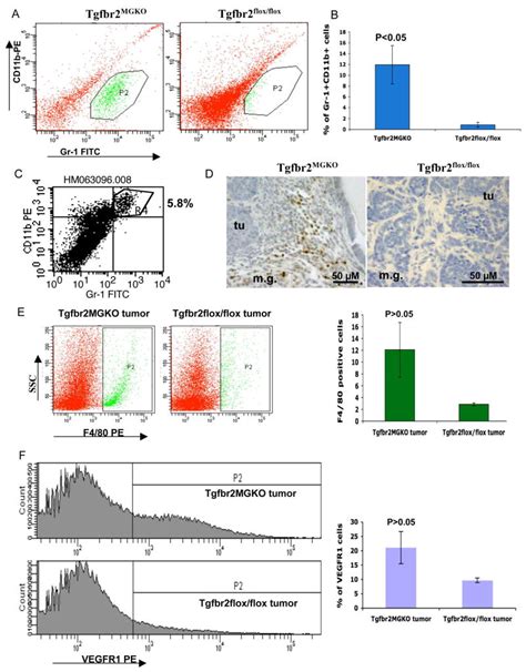 Abrogation Of Tgf Beta Signaling In Mammary Carcinomas Recruits Gr