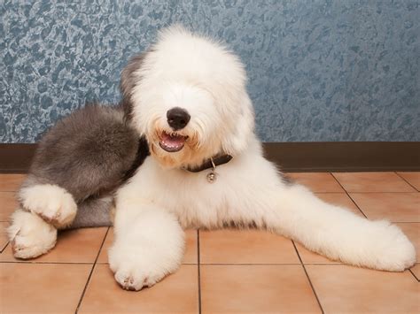 Are Old English Sheepdogs Intelligent Dogs