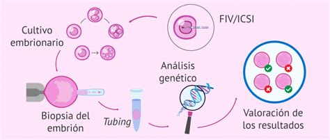 Qu Es El Diagn Stico Gen Tico Preimplantacional Dgp Beneficios Y