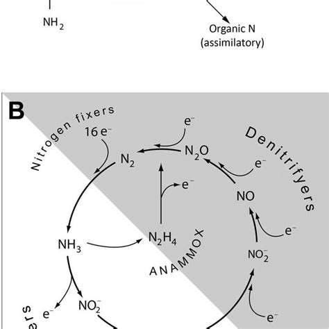 The Degradation Of Urea And The Nitrogen Cycle A A Simplification Of