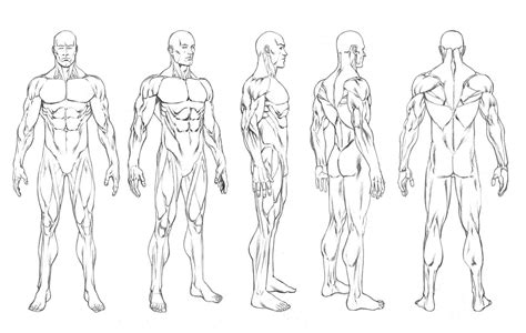 Male Figure Drawing Templates At Getdrawings Free Download