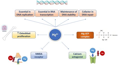 Nutrients Free Full Text Magnesium And The Hallmarks Of Aging