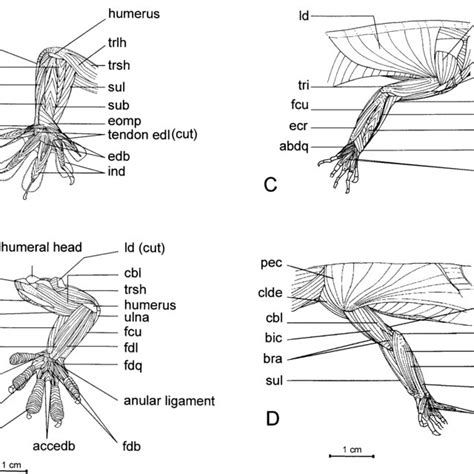 Gecko Muscular Anatomy