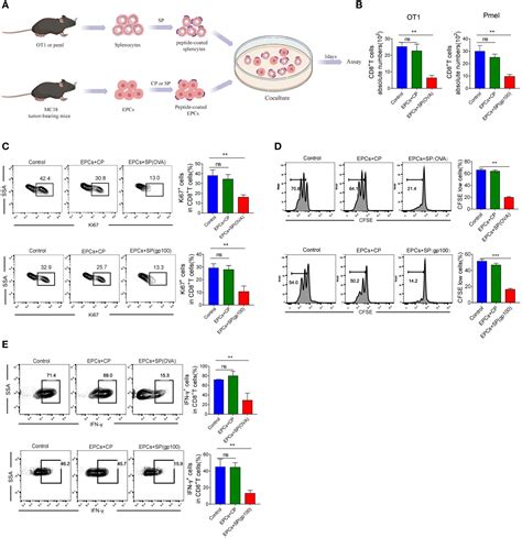 Frontiers Tumor Associated Cd8t Cell Tolerance Induced By Erythroid