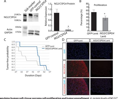 Pdf Effects Of Chondroitin Sulfate Proteoglycan Ng Cspg On Soft