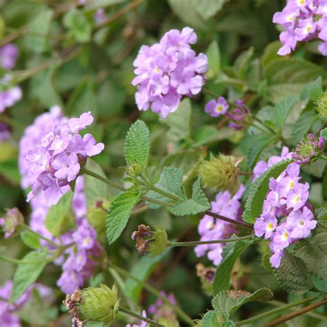 Lantana Montevidensis Mauve Lantanier Rampant à Fleurs Mauves Et Rouges