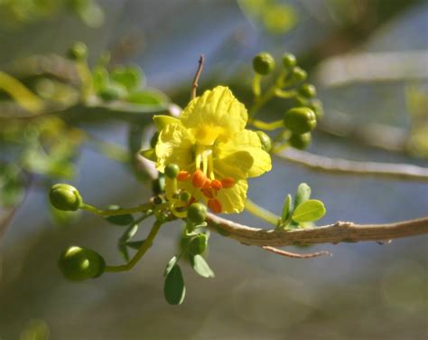 Cannundrums: Palo Verde Tree