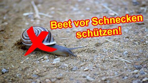 So Kannst Du Dein Gem Sebeet Beet Vor Schnecken Sch Tzen Schnecken