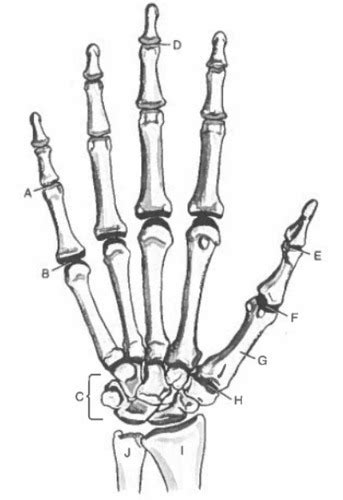 Chapter Upper Extremity Part Anatomy Flashcards Quizlet