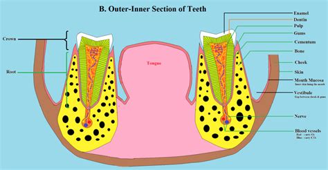 Anatomy of Teeth and Mouth: A Guide to Better Oral Health - Gateway of Health