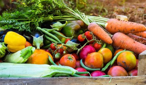 12 dicas para evitar pragas e doenças na horta AGRONEGÓCIO