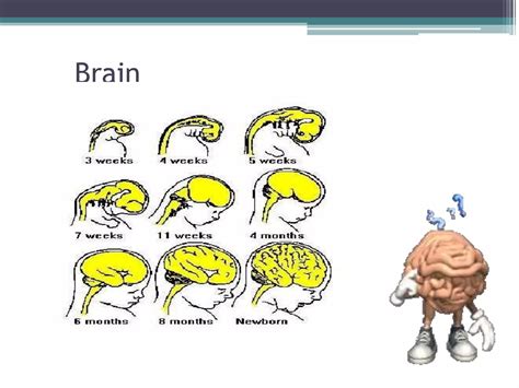 brain developmentpptx