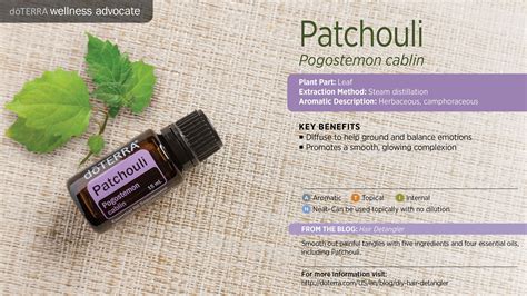 Patchouli Patchouli Essential Oil Essential Oil Uses Essential Oil