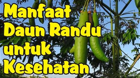 Manfaat Daun Randu Untuk Kesehatan YouTube