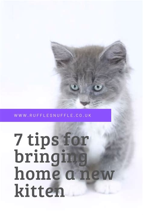 A Kitten With The Words 7 Tips For Bringing Home A New Kitten On Its