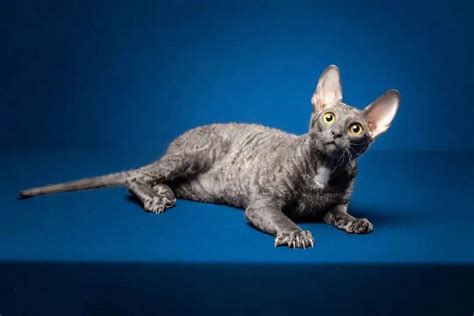 What Is A Cornish Rex The Cornish Rex Is A Breed Of Domestic By