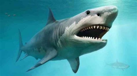 Megalodon Alle Fakten über Den Riesigen Urzeithai