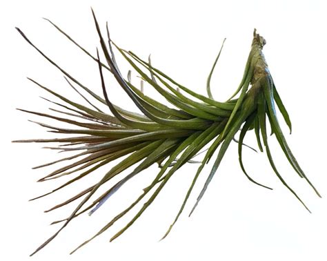 Tillandsia Caulescens Bromelia BCN