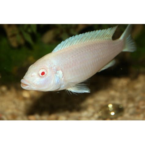 Albino Zebra Rift Lake Cichlid Hollywood Fish Farm Online