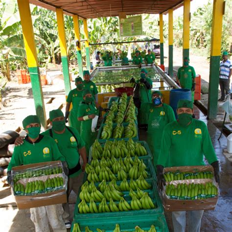 Vendemos Banano Organico Fresco Cedepas Norte B Per