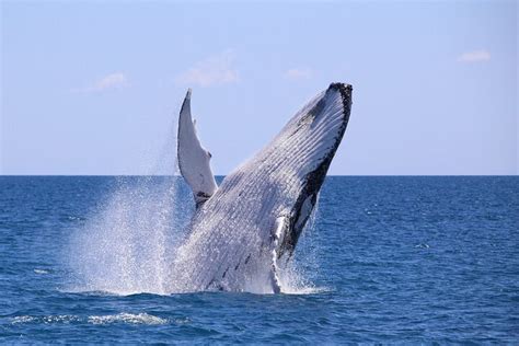 Tripadvisor Avistamiento De Ballenas Jorobadas En Bah A M Laga