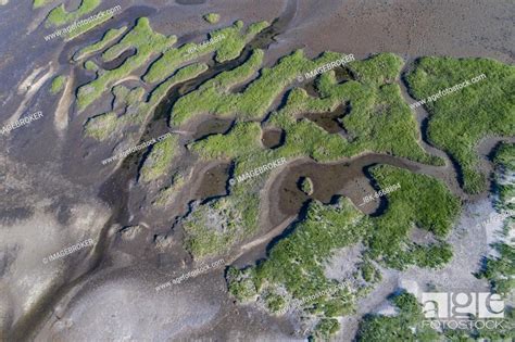 Salt marshes in front of the dike, coastal protection, Wadden Sea National Park, North Sea ...