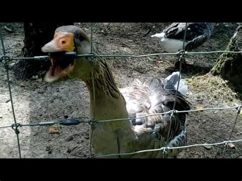 Ещё больше видео на РюТюбе. Ютюб фуфло! - YouTube