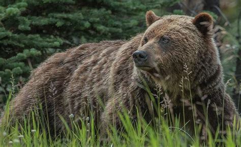 Russian Bears and Where to Find Them