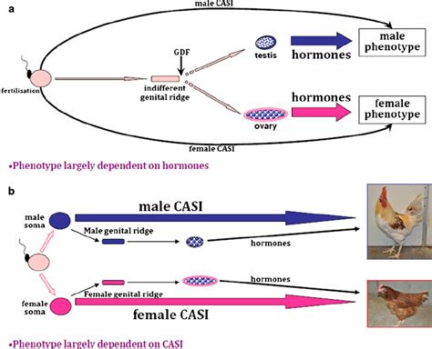 Schematic Illustrating Relative Contribution Of Hormones And Casi To