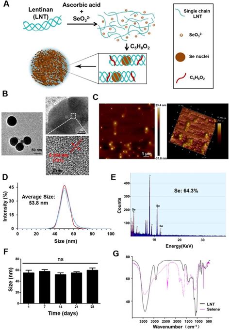 Lentinan Functionalized Selenium Nanoparticles Target Tumor Cell