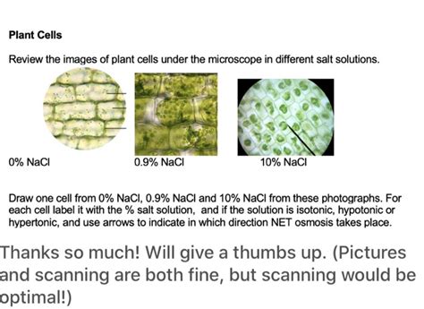 Solved Plant Cells Review the images of plant cells under | Chegg.com