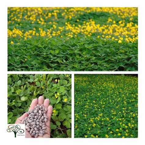 300 Sementes Grama Amendoim Forrageiro Arachis Pintoi R 55 Em