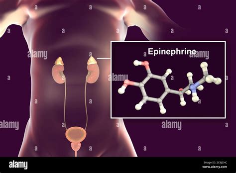 Ilustración de las glándulas suprarrenales y modelo molecular de