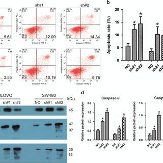 Linc Ufc Knockdown Inhibited Proliferation Of Crc Cells Via Cell Cycle