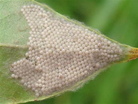 Noctuoidea Egg Mass On Wisteria 2 Bugguidenet