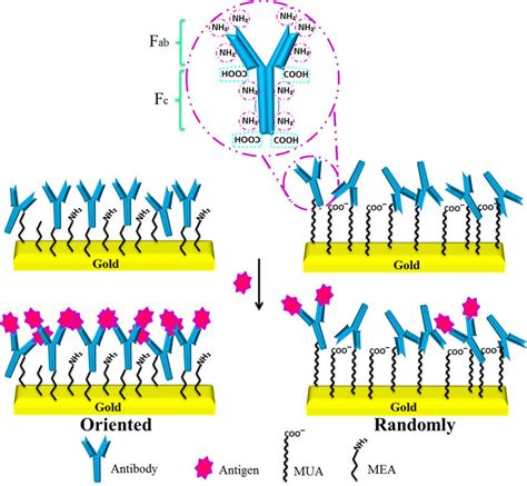 Schematic Representation Of The Randomly Right And Oriented Left