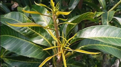 How Mango Tree Leaves Changes Colour Treeoflife Mangotrees Tropical