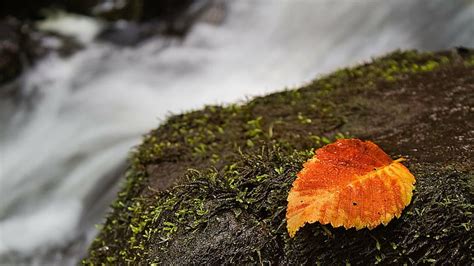 Oto O Profundidad Campo Hojas Macro Musgo Naturaleza Rocas